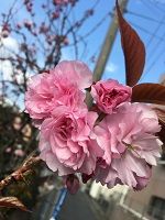 diaryPhoto